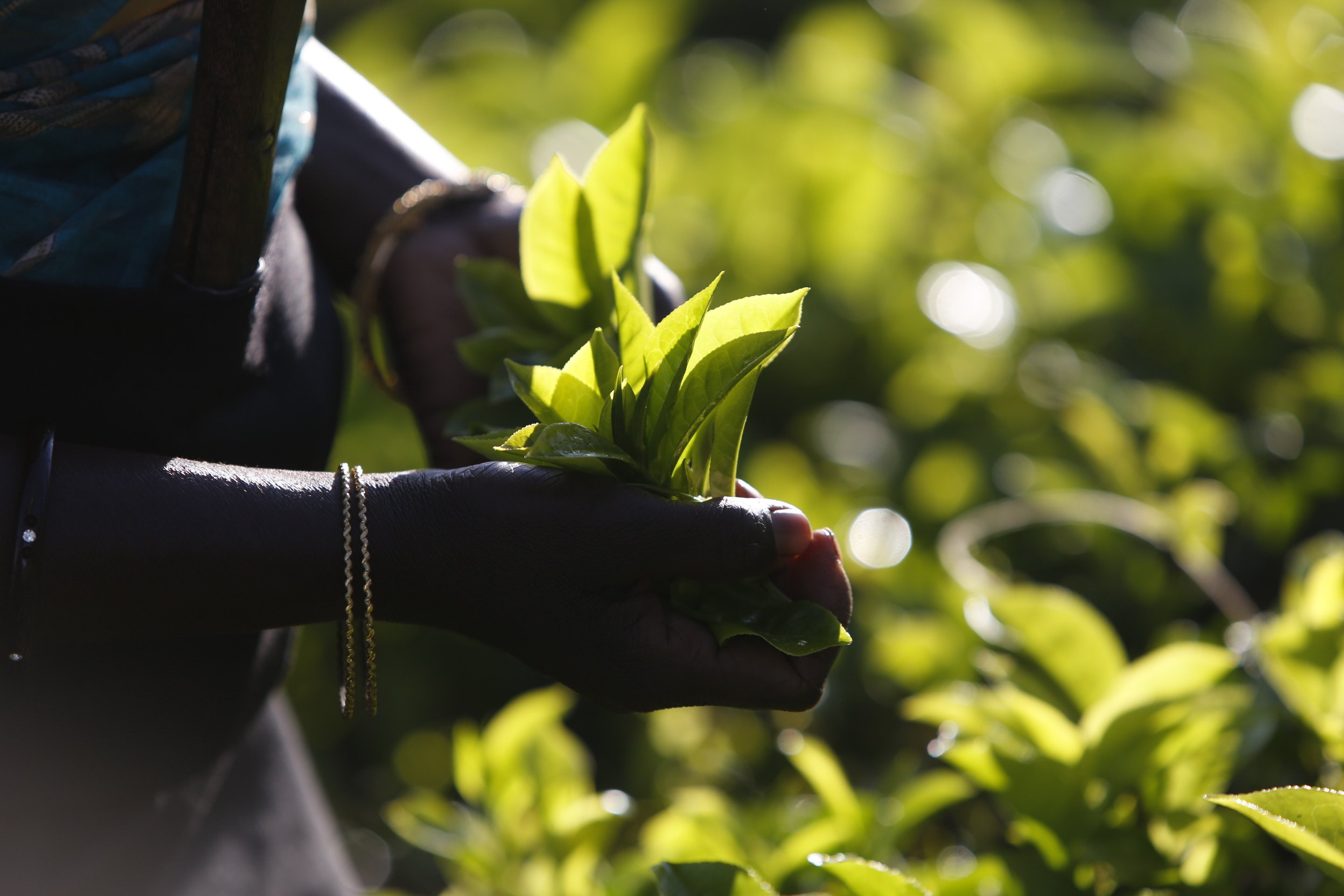 Hand picking the two leaves and the bud_5