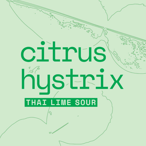 Citrus Hystrix Thai Lime Sour
